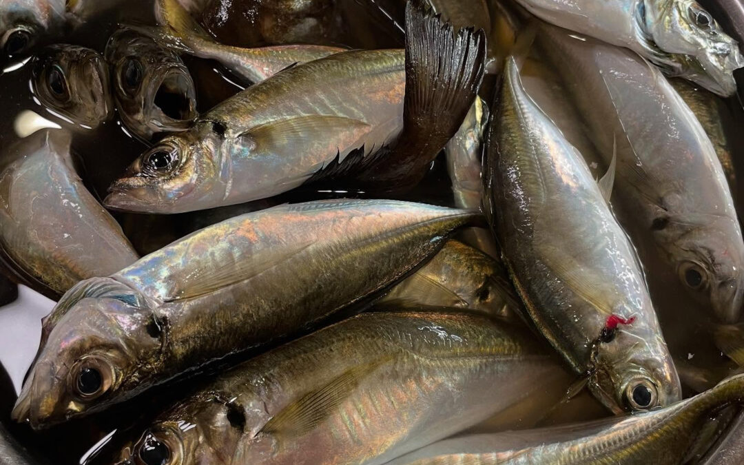 東京湾の釣りアジ