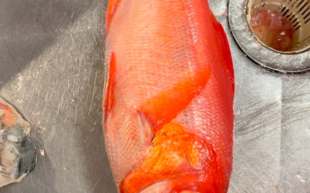 銚子港より金目鯛入荷してま