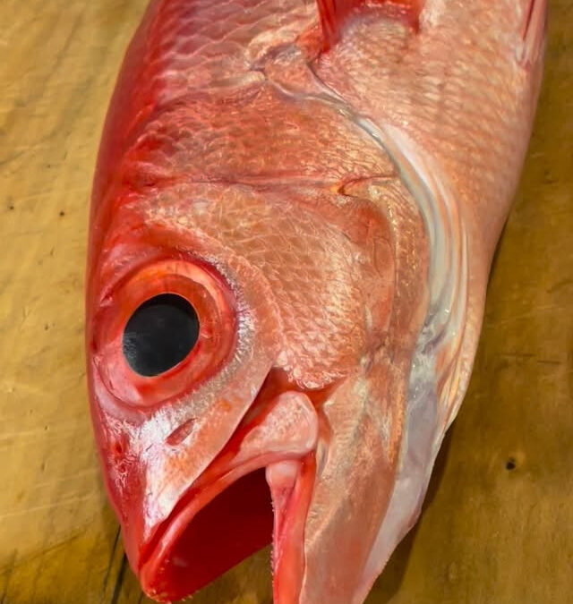 八丈島産オナカダイ